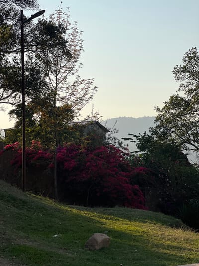 The image depicts a landscape in La Esperanza, Honduras. The sky is light. A house with a simple roof is visible through the foliage. The view is framed by trees and vegetation, including bushes. A lamppost and wire are on the left side. Grass and a rock are on the right. The angle is upwards.