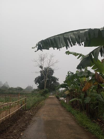 The image depicts a rural or semi-rural pathway in Joshi Vihir, India, under an overcast sky with significant atmospheric haze or fog. No individuals are present.
In the foreground, a wide, textured banana leaf with torn edges hangs down from the upper right, partially obscuring the sky. Below it, a dense cluster of banana plants with large green and some browning leaves line the right side of a narrow, unpaved or dirt path. A small, unpainted wooden structure with a corrugated tin roof is visible behind the banana plants on the right.
The path, appearing damp and dark grey, extends centrally into the distance, narrowing as it recedes. On the left side of the path, a low, rudimentary fence constructed from bamboo poles is visible. Behind this fence, several white or light-colored grow bags or containers are arranged in a row, likely containing cultivated plants. Beyond these, a cultivated field with rows of green vegetation extends into the midground.
In the midground, a tall, slender tree with numerous bare branches stands prominently on the left side of the path, backed by a tree with dark green foliage. The background shows indistinct silhouettes of trees and distant terrain, heavily obscured by the widespread atmospheric haze. The overall lighting is diffuse, consistent with an overcast or foggy condition.