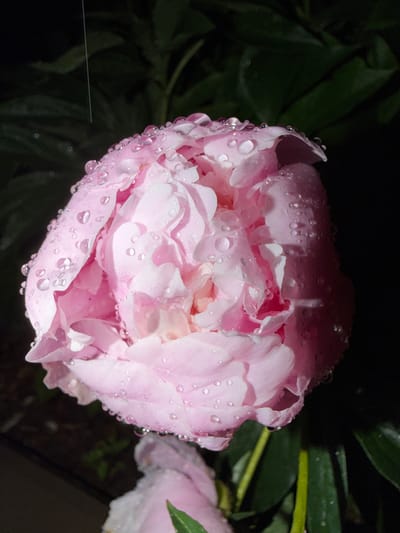 This is a close-up, top-down shot of a pink peony flower covered in water droplets, likely from rain or dew. The flower is in full bloom, with layers of delicate petals. The background is dark and out of focus, but appears to be foliage, suggesting the flower is growing outdoors. The lighting suggests it may be evening or early morning, or perhaps a cloudy day. The water droplets on the petals are a prominent detail, catching the light and adding texture to the image. Another partially visible pink peony is in the background on the right. There is no visible text in the image. The setting is likely a garden in Shemordan, Russia. The overall mood is serene and natural.
