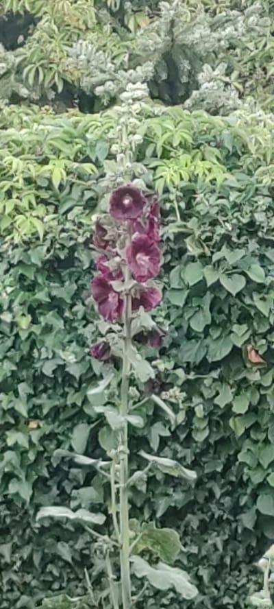A tall, slender stalk of dark purple hollyhock flowers stands prominently in the foreground, centered against a backdrop of dense, green foliage. The hollyhock stalk is adorned with multiple blooms, some fully open and others in bud, showcasing a rich, velvety texture. The background consists of a wall of green leaves, possibly ivy or a similar climbing plant, creating a textured and verdant environment. The lighting appears to be overcast or diffused, resulting in soft shadows and a natural, outdoor setting. The image was captured at the Liebenburg castle grounds in Liebenburg, Germany.