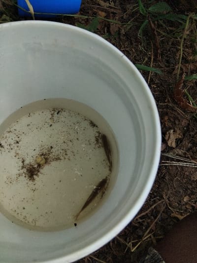 The scene, located in Butsotso central ward, Kenya, depicts a white plastic bucket partially filled with turbid, light-colored water. Two slender, dark-colored fish are visible within the water, along with dark particulate matter resembling sediment or debris, and a small, irregular yellowish object. The bucket rests on dark brown soil interspersed with sparse green vegetation, dried leaves, and other organic debris. A blue object is partially visible in the upper-left background. A segment of a human limb, covered by a patterned, possibly woven, fabric, is present in the lower-right foreground.
