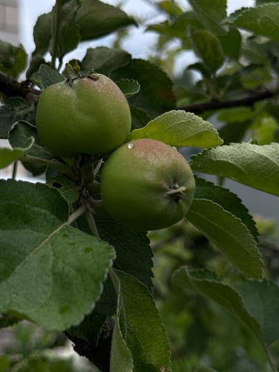 A close-up, vertical, medium shot captures two unripe, green apples hanging from a tree branch amidst lush foliage in Yakshur-Bod'ya, Russia. The apples are round with slightly flattened tops. The apple in the foreground is positioned lower and to the right, exhibiting a faint blush of red on its upper surface and a single water droplet near the stem. The second apple, slightly higher and to the left, appears fully green. The leaves are a vibrant green, some showing a slightly fuzzy texture along their serrated edges. The background is blurred, suggesting a shallow depth of field, with hints of other branches and leaves. The overall impression is one of a natural, outdoor setting, likely a garden or orchard.