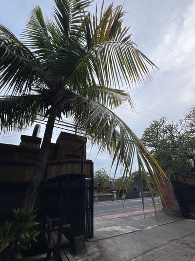 The image captures a street scene in Celuk, Indonesia, featuring a prominent palm tree on the left side of the frame. The tree's trunk extends vertically, and its fronds reach towards the sky. Adjacent to the palm tree is a building with dark, wooden structures. Beyond the building, a road is visible, with a red-and-white curb. The sky is overcast with white clouds.