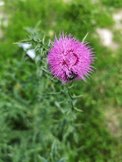 A close-up, eye-level shot focuses on a vibrant, spiky pink thistle flower in bloom. The flower's petals are a deep magenta, radiating outwards from a textured, purplish center. A small, black and white speckled insect, possibly a beetle, is perched on the edge of one of the petals, appearing to be feeding or resting. The thistle plant itself has sharp, prominent green spines along its stem and leaves, hinting at its wild nature. The background is a soft, blurred tapestry of lush green foliage, suggesting an outdoor setting, likely a field or garden. The lighting appears natural, indicating daylight, possibly morning or afternoon, with no harsh shadows. The overall impression is one of a serene moment in nature, highlighting the intricate details of a common wildflower and its visitor. The image was taken in Volsk, Russia, and contains no visible text.
