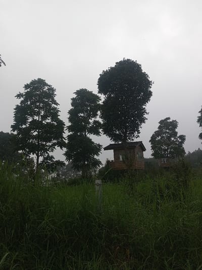 The scene, located in Joshi Vihir, India, depicts an outdoor environment under an overcast, light grey sky. The foreground is dominated by dense, tall green grass, appearing wet. In the lower-mid ground, a light-colored, rectangular post is visible within the grass, with a thin wire running horizontally across the frame, indicating a fence. The mid-ground and background feature multiple large trees with dark green foliage and varying canopy shapes, some appearing slender, others rounded and dense. Two elevated wooden structures, identifiable as treehouses, are present. The most prominent treehouse, located in the mid-right, is a brown wooden structure with a sloped roof and visible windows, built around a substantial tree trunk. A second, smaller treehouse is partially visible further to the right. No individuals, actions, or interactions are observable.