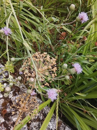 The image depicts a close-up view of wild plants, including several pale purple thistle-like flowers and seed pods. The plants are growing amongst lush green foliage and a rough, grey stone surface. The setting appears to be outdoors, likely in a natural or semi-natural environment. There are no people visible in the image. The specific location is not identifiable from the visual information provided in the image itself.