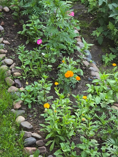 The image shows a garden bed with various plants and flowers. The bed is bordered by smooth, rounded stones of various sizes and colors, some of which are partially submerged in dark soil. Lush green grass grows along the left side of the stone border. Several species of plants are visible, including bright orange marigolds, a few pink flowers, and numerous green leafy plants of different heights and leaf shapes. The overall impression is of a well-maintained garden area.