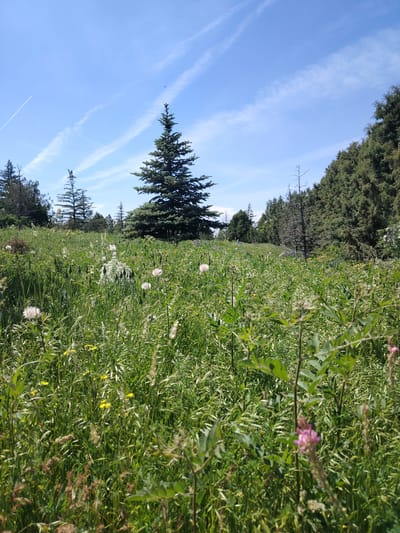 The image depicts a natural landscape with a clear blue sky filled with scattered white clouds and contrails. In the foreground, a field of tall green grass and wildflowers stretches towards the horizon. Several trees, including a prominent evergreen in the center and a dense line of coniferous trees on the right, dot the landscape. The overall scene is one of a serene, sunlit day in a rural or park-like setting. The location is identified as Jrvej, Armenia.