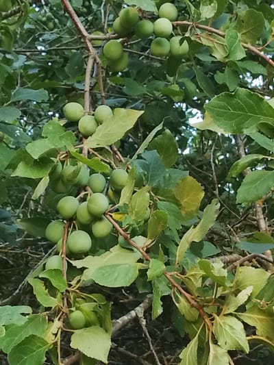 A close-up, medium shot captures a branch of a tree laden with unripe green plums. The plums are spherical and vary slightly in size, clustered together and hanging from thin, reddish-brown stems. The tree is dense with lush, green foliage, some leaves showing a slightly yellowed hue, suggesting the approach of autumn. The background is a blur of more leaves and branches, with dappled light suggesting an outdoor, natural setting. The scene is devoid of human presence or any indication of the city of Klichaw, Belarus.