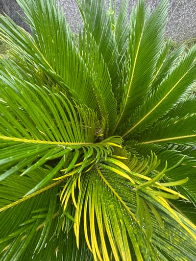 This is a close-up, high-angle shot of a Sago palm plant with lush, green, feather-like fronds. Some of the fronds display yellowing at the tips, suggesting the plant may be experiencing some stress or is naturally transitioning. Small white specks, possibly water droplets or pollen, are visible on some of the leaves. The background is blurred but appears to be a mix of grey, rough textured material and some dark green foliage. The lighting is natural, and the image has a slightly overcast feel. This scene is not specific to the city of Bo Y, Vietnam, as it depicts a common ornamental plant that could be found in many locations.
