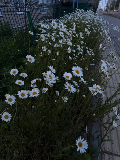 The image displays a dense cluster of white daisies with prominent yellow centers, growing abundantly. The flowers, in various stages of bloom, dominate the foreground and midground, their bright white petals contrasting with the dark green stems and foliage.
The lighting is dim and muted, suggesting the photograph was taken during dusk, night, or early morning, which contributes to a tranquil atmosphere.
In the background on the left side, a dark metal fence with a grid pattern is visible, and beyond it, faint, blurry outlines of buildings or structures can be discerned. On the right side, a light-colored, possibly concrete or brick, wall or barrier forms part of the backdrop, alongside a dark green utility box or container partially obscured by the daisies.
The scene portrays a naturalized area where wildflowers are thriving alongside man-made infrastructure, blending natural beauty with an urban or semi-urban setting. There is no discernible activity or visible text in the image. The original image file is rotated 90 degrees clockwise.