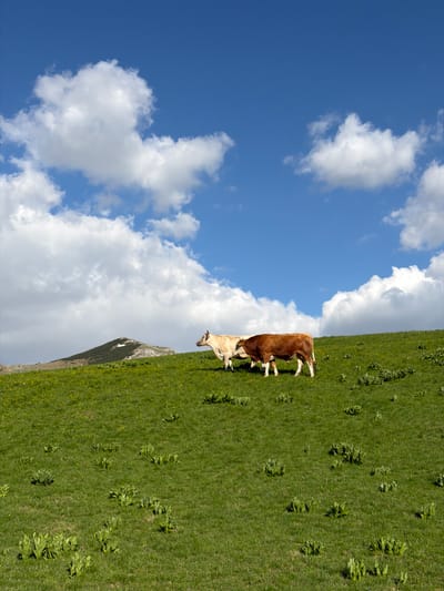 Two cows stand on a grassy hillside under a blue sky with white clouds. The hillside appears to be in a mountainous region. A mountain peak is visible in the background. The image is taken in Boričje, Montenegro.