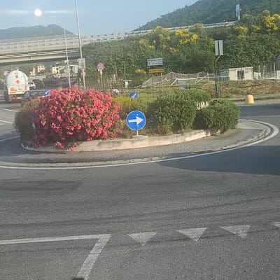 The image shows a roundabout in Quiliano, Italy. The roundabout is circular with a raised, landscaped central island. The island contains a vibrant pink flowering bush, a directional sign with a white arrow pointing to the right, and other greenery. The roundabout is constructed from paved stone with a painted white line marking its edge. The road surface is asphalt, and painted white triangles indicate the yield point for approaching traffic.
Beyond the roundabout, a road leads away under a bridge structure. Further in the background, greenery and a hillside can be seen. Road signs indicating directions to Quiliano and Valleggia are visible in the distance, with another sign pointing to Vado Ligure. A tank truck is seen on the approach to the roundabout, with other vehicles further away. A small building is observed in the background to the right of the image. The day appears bright with a light blue sky and a bright, round light source (possibly the sun) in the upper left.