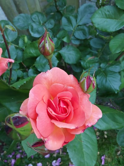 A close-up, high-angle shot captures a blooming coral-pink rose in the foreground, its petals unfurling to reveal a vibrant center. Several rosebuds, in various stages of development, are scattered around the main bloom. The rose is surrounded by lush, green foliage and a hint of a weathered wooden fence is visible in the background. The ground below shows patches of grass and fallen petals. The scene appears to be a garden setting, potentially in the city of Canterbury, United Kingdom, given the presence of traditional garden elements and the time of year suggested by the blooming rose. No people or specific actions are depicted.