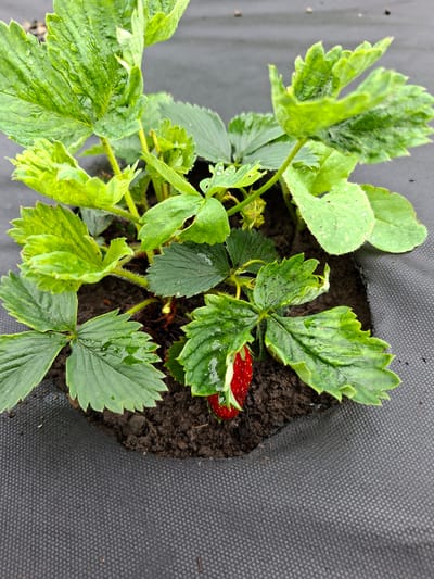 A close-up, high-angle shot shows a small strawberry plant with vibrant green leaves and one ripe, red strawberry peeking out from beneath the foliage. The plant is rooted in dark soil, which is contained within a black, textured fabric material. Tiny water droplets are visible on the leaves, suggesting recent watering or rainfall. The background is blurred, but the black fabric extends across the frame, indicating the plant is likely in a garden bed or planter. The scene is forensic and matter-of-fact, focusing solely on the botanical elements and their immediate surroundings. There are no people or animals present. The location is Pervouralsk, Russia.