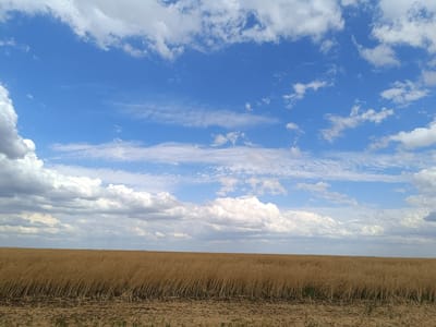 An outdoor, horizontal, medium shot captures a vast expanse of golden, dry stalks of vegetation under a dynamic, blue sky filled with scattered clouds. The vegetation, likely a harvested crop such as rapeseed or wheat, covers the majority of the lower half of the image, appearing as a uniform, textured surface. The stalks are tall and densely packed, giving the field a wispy, wind-swept appearance. The ground in the immediate foreground is rough and dry, with visible stubble from previous harvesting. The horizon line is clearly defined, separating the field from the sky. The sky is a vibrant blue, with a variety of clouds ranging from thin, wispy cirrus formations high up to more substantial, puffy cumulus clouds lower down. Some of the larger clouds exhibit grey undersides, suggesting depth and potential for weather activity. The overall impression is one of a rural, agricultural landscape during a dry season, under a clear, cloud-filled sky. The image does not contain any people, animals, or man-made structures, indicating an untouched natural or agricultural setting.