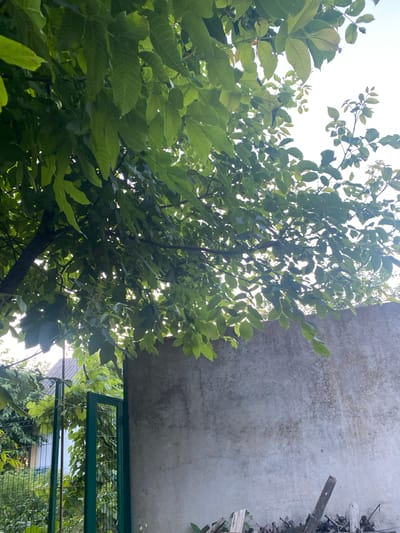 The image depicts an outdoor scene in Zastavna, Ukraine, likely a backyard or a garden area. The foreground is dominated by lush green foliage from a large tree, with its branches and leaves arching over the scene, some backlit by the bright sky. To the right, a section of a rough, weathered concrete wall occupies a significant portion of the frame. On the left side of the image, a tall, dark green metal gate is visible, with a wire mesh fence extending from it. Beyond the fence, a portion of a building with a gray roof can be seen, partially obscured by vegetation. The overall impression is one of a natural, possibly overgrown, outdoor space. There are no people or animals present in the frame.