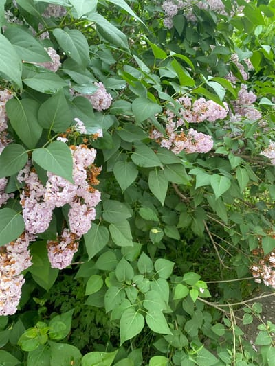 The image shows a close-up view of a blooming lilac bush with light pink flowers and lush green leaves. The flowers are clustered in panicles, and some have started to brown and dry, suggesting the bloom is past its peak. The leaves are broad and heart-shaped, with some showing water droplets on their surfaces. The background is a blur of green foliage and branches, with a hint of what appears to be a paved surface on the right side. The scene depicts a natural element within an urban or semi-urban environment, likely a park, garden, or yard. The image does not contain any people or specific landmarks that would definitively place it in Yuzhno-Sakhalinsk, Russia.