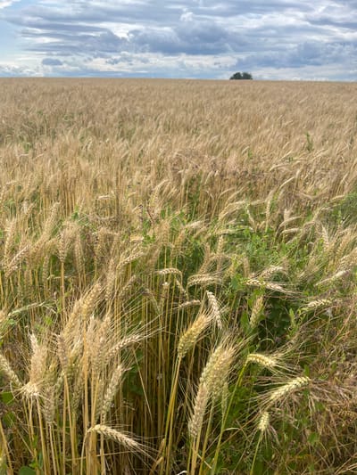 An exterior, eye-level, full shot captures a vast, golden wheat field under a cloudy sky. The field stretches horizontally, with stalks of wheat dominating the foreground and receding into the distance. Some green foliage is interspersed among the wheat stalks. In the far distance, a small cluster of trees is visible on the horizon. The sky is filled with grey and white clouds, with patches of blue sky visible. The scene is located in Momberg, Germany. There are no people or animals present.