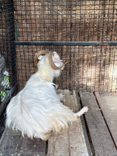 A white, long-haired goat lies on a slatted wooden surface next to a cage constructed from a woven bamboo-like material and a black metal grid. The goat is positioned diagonally, with its head near the cage and its hind legs extending towards the right edge of the frame. The goat has curled horns. The setting appears to be a livestock enclosure, possibly within an agricultural or market area in Nashik, India.