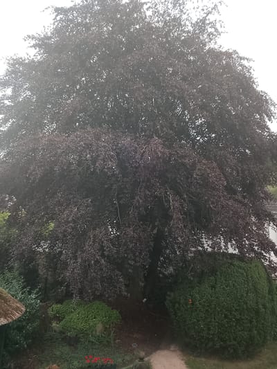 The image depicts a large, mature copper beech tree dominating the center of the frame. The tree has a dense canopy of dark reddish-brown leaves, with some lighter green foliage visible beneath and to the left. The overcast sky is a pale, washed-out white, suggesting a cloudy day.
In the foreground, a small patch of bright red flowers is visible, adding a splash of color against the darker tones of the vegetation. To the left, a portion of a thatched roof structure, possibly a gazebo or shelter, is partially visible. A pathway made of light brown gravel extends through the lower portion of the image, leading towards the base of the large tree.
Behind the copper beech, a white building with a tiled roof is discernible, its details softened by the foliage. To the right and slightly in front of the large tree, a large, rounded evergreen hedge provides a contrasting texture and vibrant green color. The overall scene suggests a well-maintained garden or park area. The environment is a residential or public outdoor space, characteristic of Rheda-Wiedenbrück, Germany, given the presence of typical European garden plants and architectural styles. No people or animals are visible in the image.