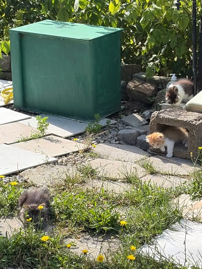 The image shows a group of three kittens playing outdoors on a sunny day. One ginger and white kitten is peeking out of a hole in a concrete block. Another kitten, with a brown and white striped tail and back, is partially visible behind the concrete block. A third kitten, dark gray, is nestled among the grass and yellow dandelions. The scene appears to be a backyard or garden area with a large green storage bin and paving stones. Sunlight casts shadows, suggesting it is daytime. The overall mood is peaceful and playful.