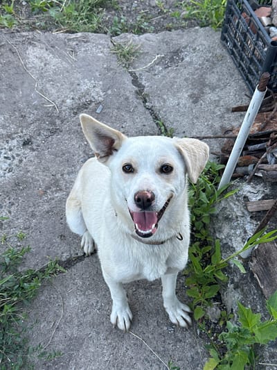 A medium shot shows a white dog with tan ears and a tan patch over its left eye looking directly at the camera with its mouth open and tongue slightly visible. The dog is seated on a cracked concrete surface with patches of green grass growing in the cracks. To the right of the dog, a black plastic crate is visible, filled with various objects including rocks and possibly other debris. In the background, there are more rocks and some overgrown vegetation. A metal pole with a white coating and a rusty metal rod are also present near the crate. The setting appears to be an outdoor area, possibly a yard or alleyway, with a rustic and somewhat unkempt appearance. The image was captured in Ravna Gora, Bulgaria.