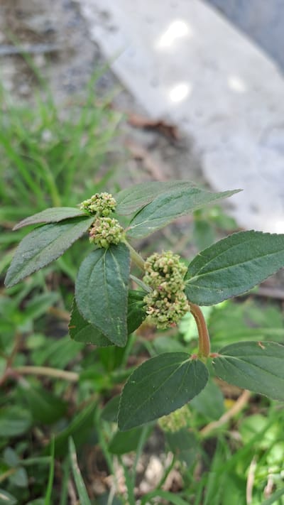 In Julicotmeurak, Indonesia, a close-up, eye-level shot captures a plant with small, clustered green flowers and oval, dark green leaves. The leaves have slightly serrated edges and prominent veins. The plant stem is reddish-brown and fuzzy. The background is blurred, showing green grass and a light-colored surface, possibly concrete or pavement, with some shadows.