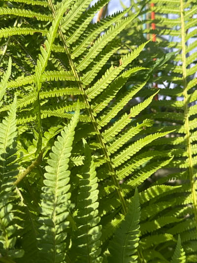 This is a close-up, high-angle, daylight, medium shot of a cluster of vibrant green fern fronds. The fronds are detailed, showing the serrated edges of the leaves and the central stem. Sunlight casts distinct shadows across the leaves, highlighting their textures and creating a dappled effect. In the blurred background, hints of a pale blue sky and some faint, out-of-focus reddish-orange structures can be observed. The overall scene suggests an outdoor setting, likely a garden or natural environment, possibly in Koklaisai, Kazakhstan, given the location context. There is no text visible in the image.