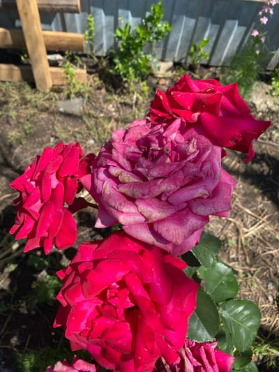 A close-up, high-angle shot captures several pink and red roses in a garden setting, with Kisliakovskaya, Russia identified as the location. The roses are the primary subjects, with a large, partially wilted pink rose dominating the center, surrounded by vibrant red roses. The background shows a gravelly ground with scattered dried leaves and some green foliage. A grey corrugated metal fence and wooden planks are visible in the upper background, suggesting a backyard or allotment. The lighting indicates a sunny day, casting shadows on the ground and highlighting the textures of the rose petals. No people or animals are present in the image.