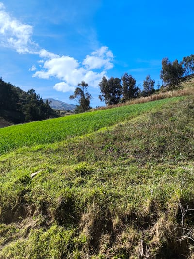 The scene shows a hillside in San Ignacio, Peru. The lower part of the image shows a grass-covered slope, transitioning to a bright green cultivated field higher up. Beyond the field, there is a row of trees along the crest of the hill. The sky is blue with scattered white clouds. In the distance, a mountain is partially visible.