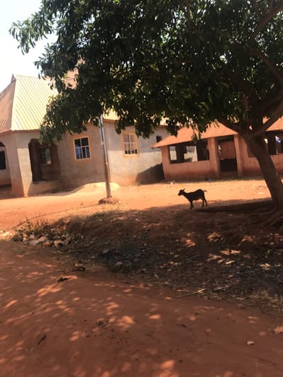 The image depicts a rural or semi-urban scene in Ogodo, Nigeria, under direct sunlight. The foreground consists of reddish-brown earth, marked with dappled shadows from an overhead tree canopy. To the left, a multi-story building with light-grey plaster walls and a light-orange corrugated metal roof features multiple rectangular windows with light-colored frames; some window panes are blue, others appear opaque. A light-colored utility pole stands in front of this building. To the right and slightly behind, a smaller, single-story building with reddish-brown walls and a reddish-orange corrugated metal roof has multiple open, unglazed rectangular apertures. A dark-colored goat stands on the reddish-brown earth in the mid-ground, positioned under the shade of a large, leafy tree that occupies the right side and upper center of the frame. Scattered debris is visible on the ground in the mid-left. No human figures are present.