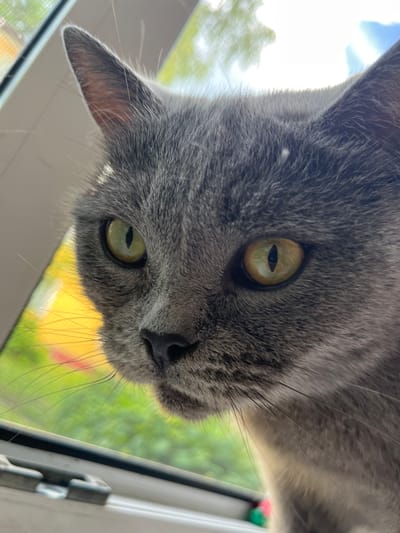 The media file is a close-up, upside-down photograph of a gray cat's face. The cat's fur is short and appears to be a solid gray color, with some tabby markings visible around its eyes and on its ears. Its eyes are large and a striking greenish-yellow color, with vertical pupils. The cat's nose is dark and small, and its whiskers are long and prominent, fanning out from its muzzle.
The cat is positioned very close to what appears to be a window. Through the window, a blurry background of green foliage and yellow and red objects is visible, suggesting an outdoor setting with some sort of garden or plants. The light suggests it is daytime, likely sunny, casting a bright glare on the cat's fur and highlighting the texture of its coat. The overall impression is of a curious or inquisitive cat looking up at the camera from a windowsill.
There are no visible people or text in the image. The image is cropped tightly on the cat's face, with only a hint of its ear and the edge of its body visible on the left and right sides. The perspective, being upside down, adds a unique and playful quality to the photograph. The location context provided is Belyye Berega, Russia.