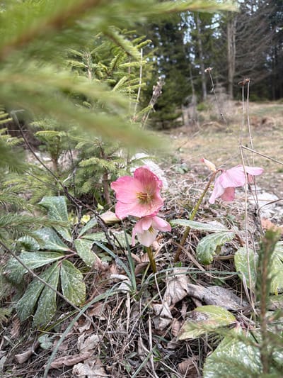 The image shows a ground-level view in a wooded area. Several pink hellebore flowers are in bloom, surrounded by green foliage and dry leaves. There is also a fir tree in the foreground of the image. It appears to be in an outdoor, natural setting near Luče, Slovenia. The scene suggests a cold climate with evidence of frost on the leaves. The location is likely a forest floor.