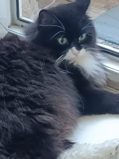 A fluffy black and white cat with green eyes is lying down. The cat's fur is long and appears dark gray or black, with white markings on its chest and face. The cat is looking towards the camera with one paw near its mouth. The background is out of focus but appears to be indoors, with a window and some sort of flooring visible. The image does not contain information about the city of Miasskoye, Russia.