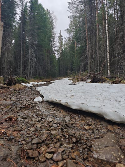 The image captures a scene in Kos'ya, Russia, where remnants of snow persist alongside a rocky, wet path leading into a dense forest. Tall, evergreen trees dominate the backdrop, with interspersed birch trees. The foreground is composed of a path covered in rocks and water, with a significant patch of snow extending across the frame. Debris such as twigs and leaves are scattered among the rocks. A concrete pillar is visible on the left edge of the image. No people are present. The environment is overcast.