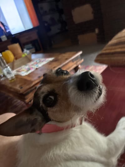A close-up shot depicts a dog looking up at the camera. The dog has a primarily white coat with tan and black markings on its head. Its nose is prominent and black. The background is blurry but suggests a room interior with furniture and a television. The location in Cañada de Madero, Mexico is not discernible from the image.