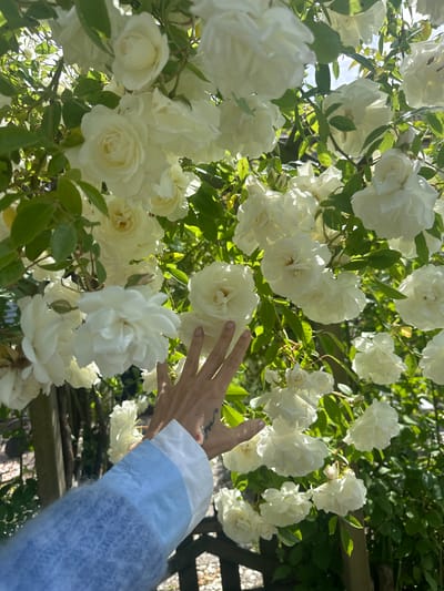 The image displays a close-up, upward-angled view of a person's hand interacting with a dense cluster of white roses in full bloom, set in an outdoor garden, likely in Noordwijk, Netherlands. The main subjects are the numerous white roses, some with subtle yellow centers, and their vibrant green foliage, all bathed in bright sunlight.
A right hand, belonging to the person, extends gently towards the flowers, with fingers slightly spread as if to touch or admire the blossoms. A small, indistinct tattoo is visible on the inner wrist of the hand. The person is wearing a long-sleeved garment, featuring a textured, light blue fabric and a crisp white cuff.
The background reveals hints of a wooden trellis or fence structure behind the abundant rose bush. The lighting indicates a sunny day, with bright highlights on the leaves where the sun shines through. The overall scene captures a serene moment of engagement with nature, highlighting the delicate beauty of the white roses.
