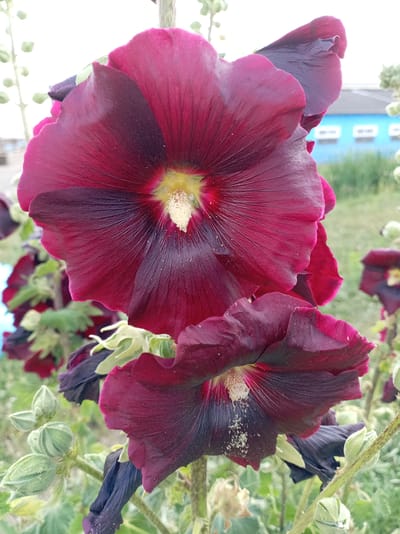 The image shows a close-up view of a cluster of deep red hollyhock flowers in bloom, with some buds also visible. The foreground is dominated by two large, velvety petals of the hollyhocks, which are a rich, dark red, almost black towards the edges. The center of the flowers features a bright yellow stamen, dusted with pollen. In the background, a blurred, light blue building with white rectangular windows is visible, suggesting an urban or semi-urban setting. The foliage is green and appears lush. The overall scene conveys a sense of natural beauty with hints of human habitation in the background. The location is identified as Prael'tarski sel'ski Savet, Belarus.