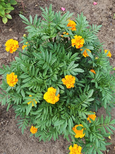 In Krutinskiy, Russia, an overhead shot captures a vibrant marigold plant with numerous bright orange and yellow blossoms. The plant is lush and green, with deeply lobed leaves characteristic of marigolds. The flowers are in various stages of bloom, with some fully open and others still forming buds. The plant is rooted in dark, loamy soil, with a few scattered dried rose petals visible on the surface, suggesting the proximity of other plants or a recent event. The background is out of focus, offering a glimpse of more green foliage to the left. The scene is a close-up of the plant, emphasizing its textures and colors against the muted backdrop of the soil. No people or animals are present in the image.