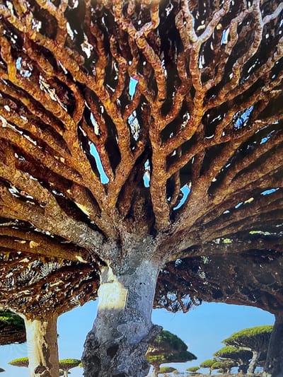 The image captures an upward view from beneath the dense canopy of a large, ancient tree, reminiscent of a Dragon's Blood Tree due to its distinct, gnarled, and intricately branching structure. A thick, textured trunk serves as the base, from which numerous robust branches spread outwards and intertwine, forming a complex, almost cavernous network overhead. The bark exhibits a rugged, deeply creased texture in shades of dark brown and gray.
Bright blue sky is visible through the myriad gaps and openings within the dense canopy, indicating clear weather. Sunlight filters through the branches, creating a play of light and shadow that highlights the rough surfaces and contours of the wood. In the background, beyond the immediate canopy, other trees with green foliage can be seen against the light blue sky.
No people or specific activities are depicted in the scene, which appears to be a static shot of the tree. The time of day is clearly daytime, given the bright illumination. The setting is an outdoor, natural environment. There is no visible text. The location context provided is Krumovo, Bulgaria.