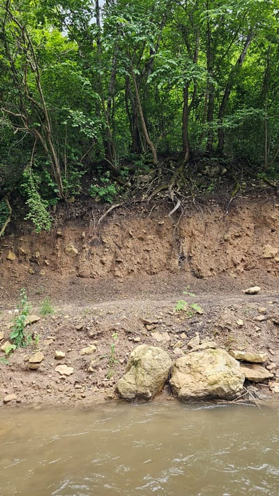 The image depicts a natural scene at the edge of a body of water, likely a river, with a steep, exposed embankment of soil and rock. Lush green foliage from trees and undergrowth covers the top of the embankment, with visible roots exposed along the soil face. The water in the foreground is a murky brown, with ripples indicating movement. The embankment itself is composed of layered soil, varying in color from reddish-brown to a lighter tan, with scattered rocks and pebbles. There are two large, light-colored rocks situated on the muddy bank at the water's edge. The scene appears to be in a rural or natural setting, possibly a park or wilderness area, given the undisturbed nature of the environment. No people or man-made structures are visible in the image.