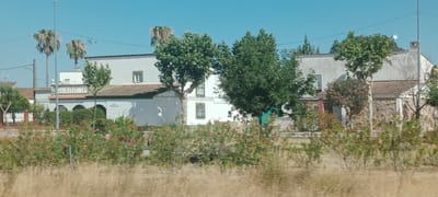 This is an outdoor, eye-level, wide shot image of a residential area in Don Benito, Spain, on a clear, sunny day. The foreground is dominated by dry, yellow-brown grass and the lower parts of green bushes with red berries. Behind the vegetation, a series of buildings with white facades and reddish-brown tiled roofs are visible.
To the left, two tall palm trees with sparse, dry fronds stand against a clear blue sky. A light pole is situated to the left of the palm trees. Further to the right, a building with a white facade features several windows with dark frames and a section with an arched entryway. A balcony with ornate railings is visible on the upper level of this building.
In the center of the image, a large, leafy green tree with a thick trunk stands in front of a white building with multiple windows. The building has a reddish-brown tiled roof. To the right of this tree, another white building is visible, with a section of its wall constructed from rough, grey stones. A smaller tree with pink blossoms is situated in front of this stone wall.
A light pole is prominent in the far right of the image, with electrical wires stretching across the top portion of the frame. Several other trees and bushes are scattered throughout the scene, contributing to a suburban or semi-rural ambiance. The overall impression is one of a warm, dry climate, characteristic of southern Spain.
