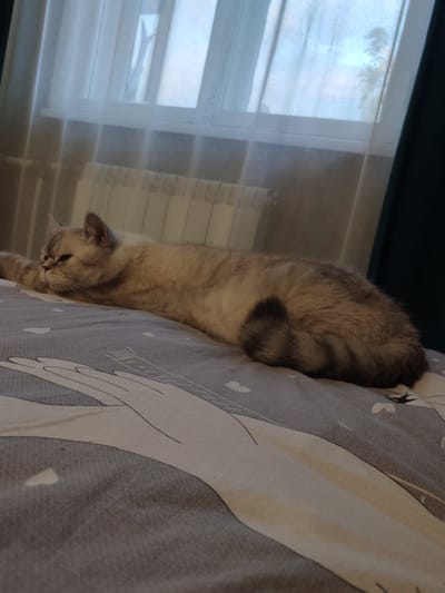 A fluffy, light-colored cat with gray tabby markings is lying down on a bed with a patterned duvet cover. The cat is facing left, with its head resting on its paws. The duvet cover has a white and gray abstract design with some floral elements. In the background, there is a window with sheer white curtains, and a radiator can be seen beneath the window. The overall scene suggests a domestic setting, possibly a bedroom, with soft lighting indicating it could be daytime. The cat appears relaxed and comfortable. There is no visible text in the image. The location context provided is Pesyanka, Russia.