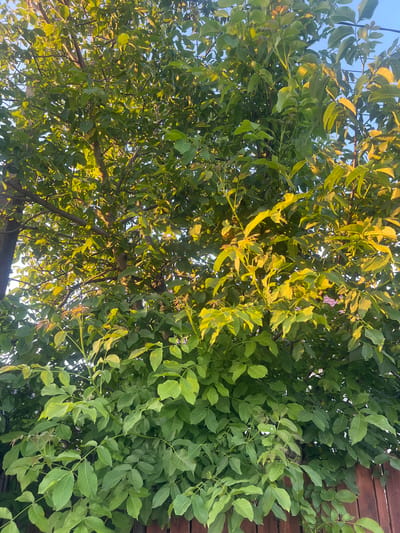 The image shows a close-up of a tree with green leaves, some of which are illuminated by golden sunlight. The tree appears to be a walnut tree. In the background, a wooden fence is visible. The scene is outdoors, likely in a residential area. There are no people or animals in the image. The location is identified as Bârnova, Romania.