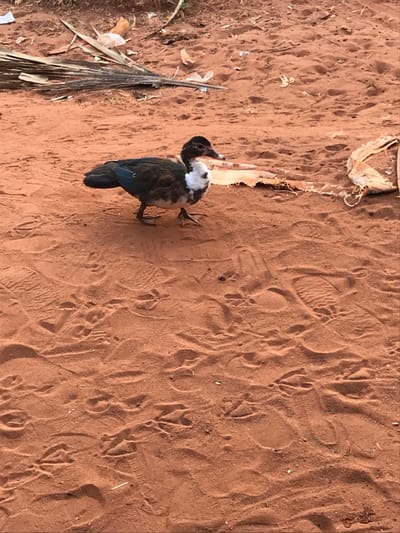 The image displays a Muscovy duck (Cairina moschata) standing on red-brown sandy ground in Ogodo, Nigeria. The duck, positioned slightly left of center and facing right, exhibits a dark brown and black body with distinct white plumage on its chest, belly, and scattered on its wings. Its head is dark, featuring a black beak and visible caruncles around the eye area. The sandy surface is extensively covered with various impressions, including numerous human shoe prints and identifiable webbed duck footprints. In the upper portion of the background, scattered debris is present, consisting of broken dried plant material (resembling palm fronds), several crinkled white plastic fragments, and a torn piece of light-colored woven fabric or sackcloth lying flat on the sand to the right. No human figures are visible in the scene.