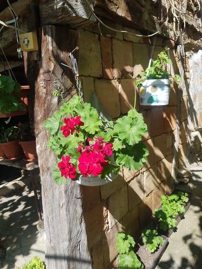 The image depicts an outdoor scene in Lomets, Bulgaria, focusing on a rustic wooden structure adjacent to a brick wall. A thick, weathered wooden beam, likely part of a shed or porch, is prominent on the left side of the frame. To its right, a wall constructed of light brown bricks is visible, with a shadow of leaves cast upon it.

Several potted plants are present. A cluster of bright red geraniums in a white pot hangs from a chain attached to the wooden structure. Below this, on a wooden shelf attached to the beam, are at least three terra cotta pots, one of which is partially visible and appears to contain dark red or pink flowers. To the right of the geraniums, another white pot with a green leafy plant is suspended. In the foreground, at the base of the wall, three dark rectangular planters hold small, green leafy plants.

Various objects are attached to the wooden beam. An old-fashioned yellow electrical switch with keys hanging from it is mounted on the upper left portion of the beam. A nail with a white zip tie securing a chain is visible further down the beam. Electrical wires are strung across the top of the wooden structure and the brick wall. The ground appears to be concrete or a similar hard surface, with shadows from overhead foliage creating a dappled effect. The overall impression is one of a well-used, perhaps slightly neglected, outdoor area with a focus on potted plants. No people are visible in the image.
