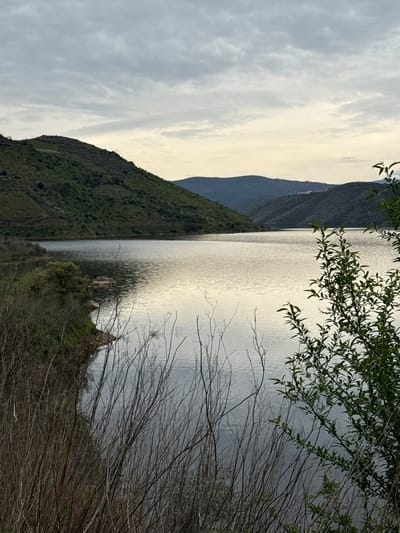 The image captures a panoramic natural landscape situated within the municipality of Mogadouro, Portugal. A wide body of water, likely a reservoir or river, dominates the central and lower-middle portions of the frame, its surface exhibiting subtle ripples and reflecting the overcast sky.
The sky, occupying the upper third of the image, is characterized by light grey and white stratocumulus clouds. A faint, diffuse pale yellow light is visible near the horizon, suggesting ambient illumination typical of dusk or dawn.
To the left, a steep, verdant hill, densely covered with green shrubbery and some visible terracing, rises from the water's edge towards the upper left quadrant. In the background, multiple layers of hills, decreasing in clarity and appearing darker blue-green, recede into the distance. Distant, indistinct white structures are discernible on one of the far hills.
The foreground features dense vegetation. On the lower left, a cluster of dry, bare, slender brown branches and stalks extends to the water's edge. On the lower right, a bush with vibrant green leaves and branches partially obscures the view of the water. A small, darker green tree is visible on the left shoreline.
No human figures, animals, or active human interactions are present in the depicted scene.