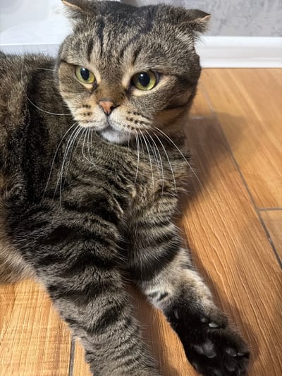 A tabby cat is lying on a wooden floor, its body stretched out. The cat has green eyes and a striped pattern on its fur. Its front paws are extended, and one of them is prominently visible in the lower right corner of the image, showing its dark pads and claws. The cat's head is tilted, and its eyes are looking directly at the camera. Long white whiskers fan out from its nose. The wooden floor has a warm, light brown hue with visible grain patterns. The lighting suggests it is daytime, casting a slight shadow on the floor. The background is out of focus but appears to be a wall with some white trim. The cat's expression could be interpreted as curious or relaxed. No text is visible in the image.