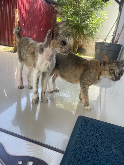 Two cats stand on a tiled floor, their reflections visible on the glossy surface. The cat on the left is predominantly gray and white with a patchy coat and exposed skin on its chest and legs, suggesting a potential health issue. Its tail is curled upwards. The cat on the right is a tabby with green eyes and appears healthier. Behind the cats, a red corrugated metal wall is visible, partially obscured by greenery from a tree. A large gray trash bin is positioned to the right of the cats, near a white wall. The environment appears to be an outdoor or semi-outdoor space, possibly a patio or backyard. The scene is set in Julicotmeurak, Indonesia.